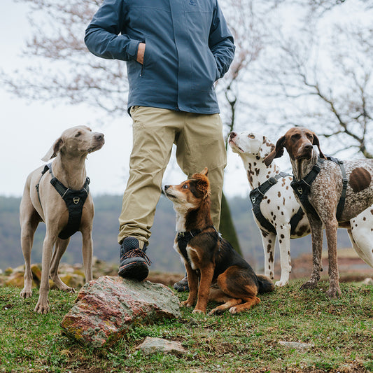 ARRIO LIGTH WEIGHT  DOG HARNESS