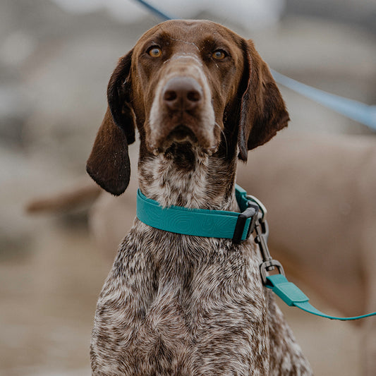 EMBOSSED PU COLLAR & LEASH