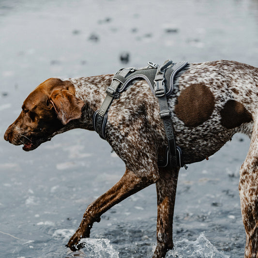 EXPLOSION-PROOF IMPACT COMFORT DOG HARNESS