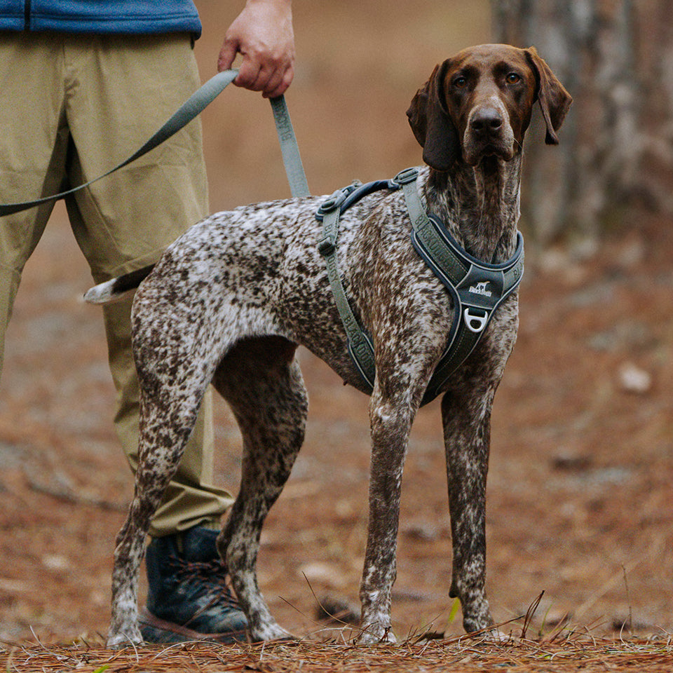 OUTDOOR DOG GEAR